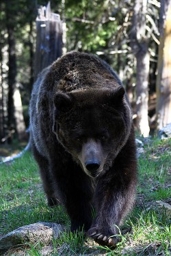 ORSO