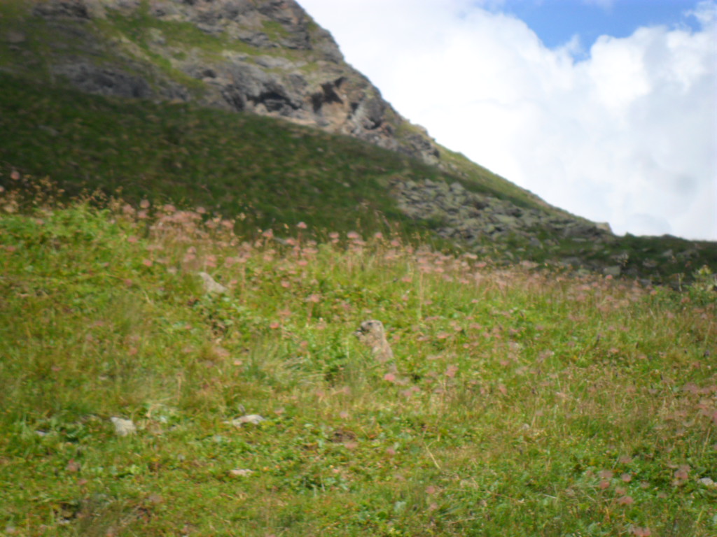 marmotta_pejo