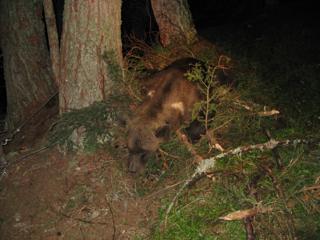 orso morto
