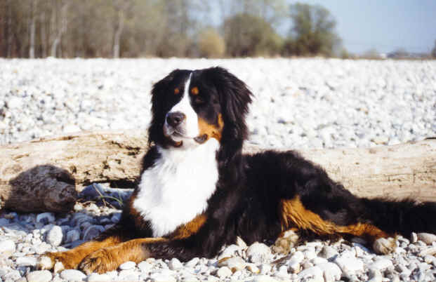 BOVARO BERNESE