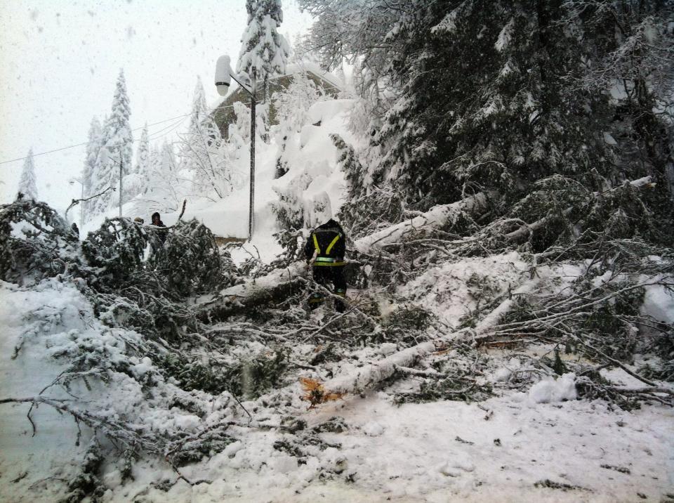 neve caduta piante
