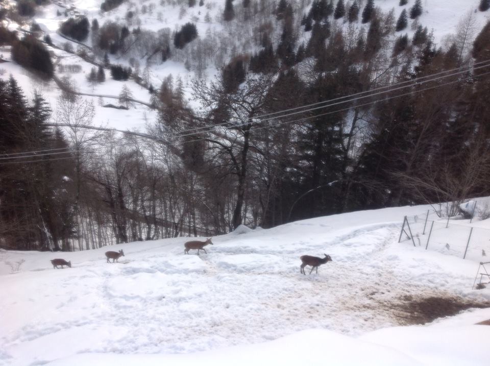 BRENO - Valle Camonica, risarciti i danni da fauna selvatica