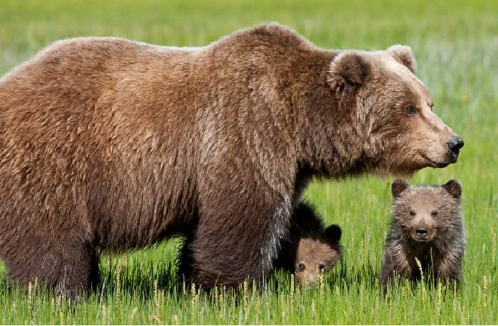 orso-buno1