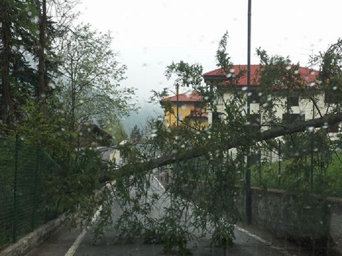 ponte legno caduta albero