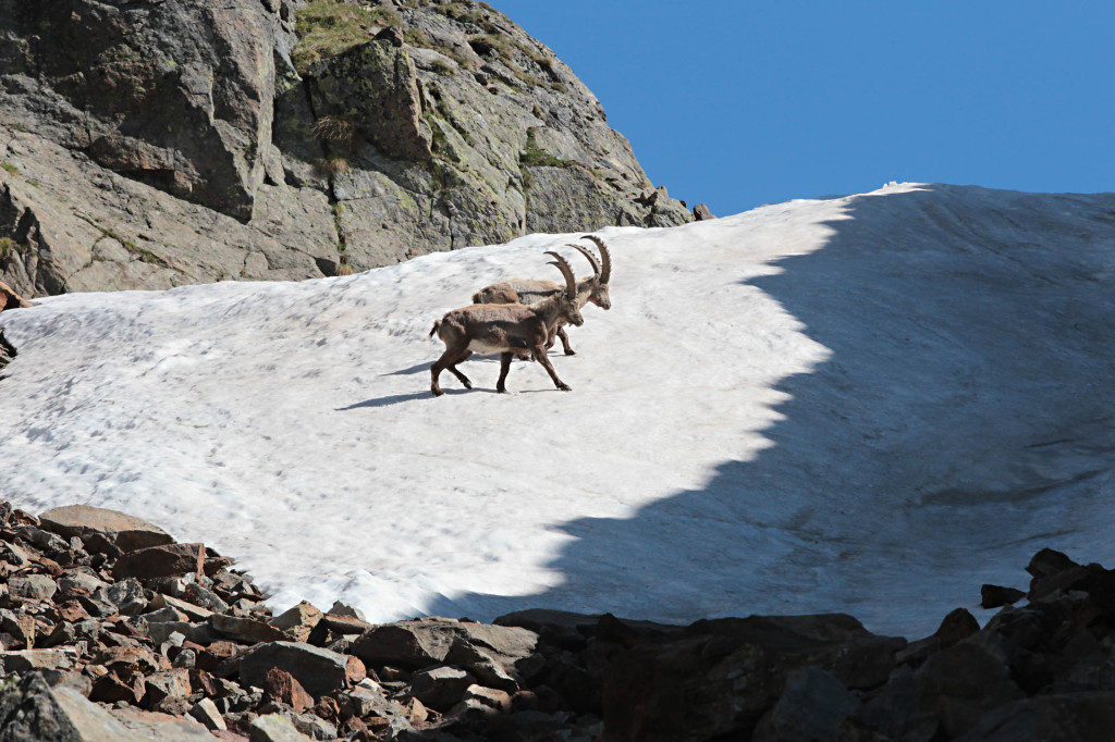 stambecchi gavia