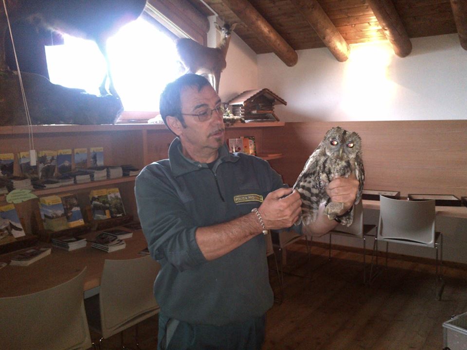 astore rapace paspardo