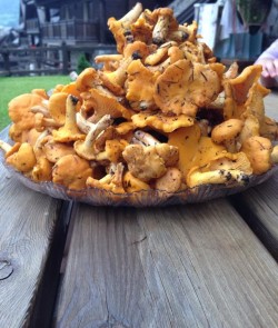 funghi 3