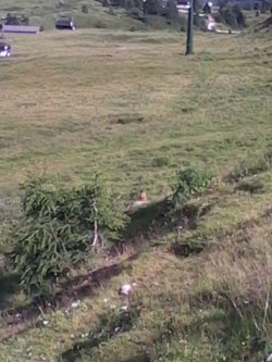 marmotta