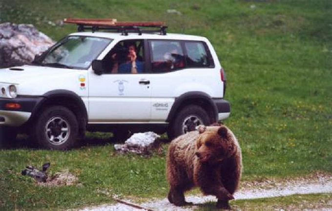 trento orso Daniza 1