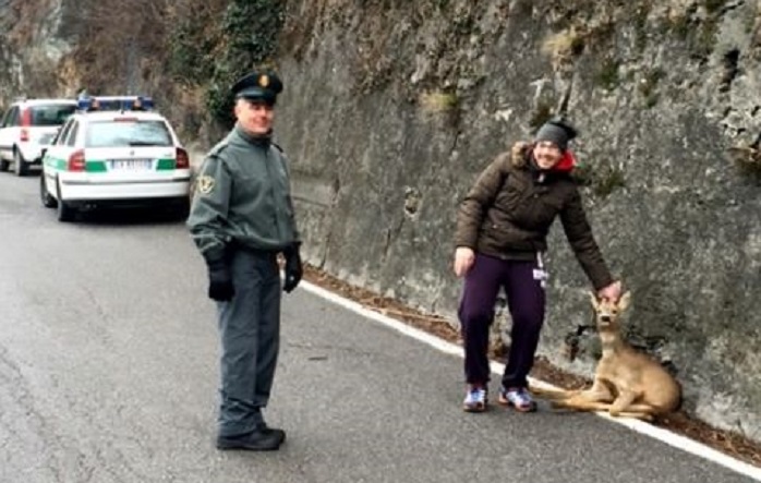 capriolo ferito 2