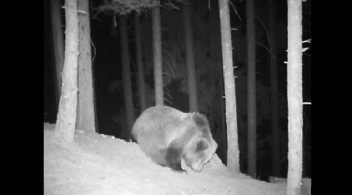 orso cuccioli