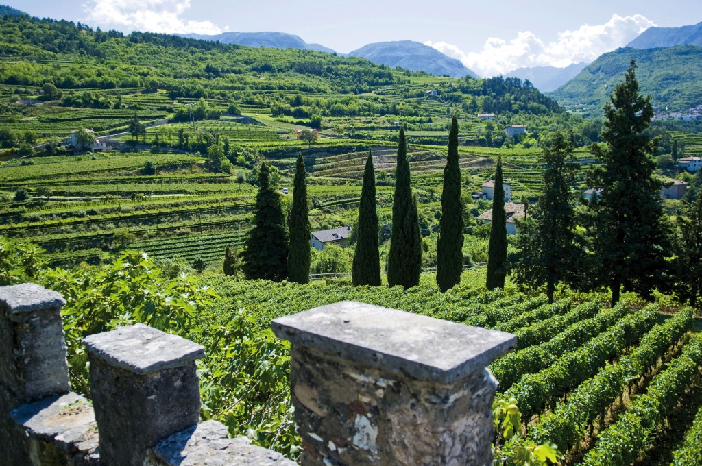 meleti piante vallagarina trentino
