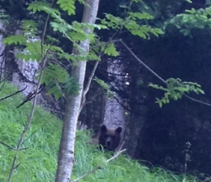 Orso - prato Stelvio - trafoi 1
