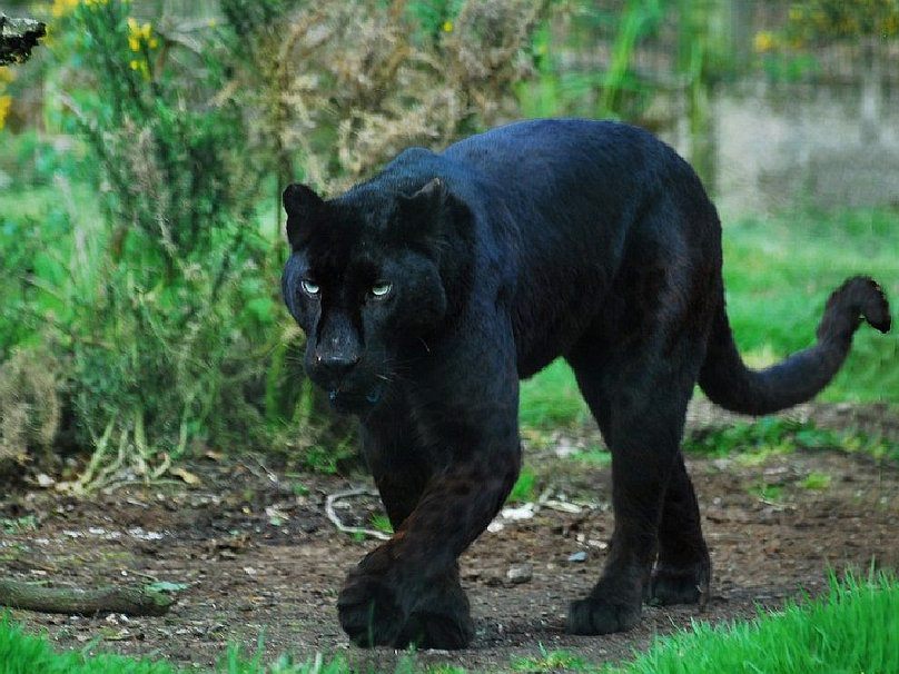 Pantera