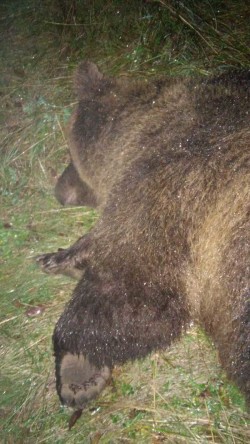 Orsa KJ2 cimone 01
