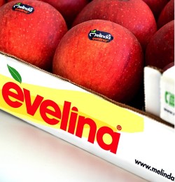 Melinda Evelina 2