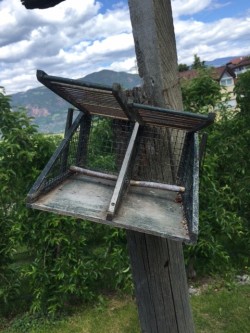 trappola uccelli