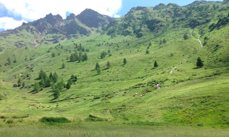 ATTUALITÀ - Agricoltura di montagna: 17 milioni per sostegno a imprese svantaggiate