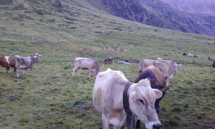 alpeggio allevamento case di viso1