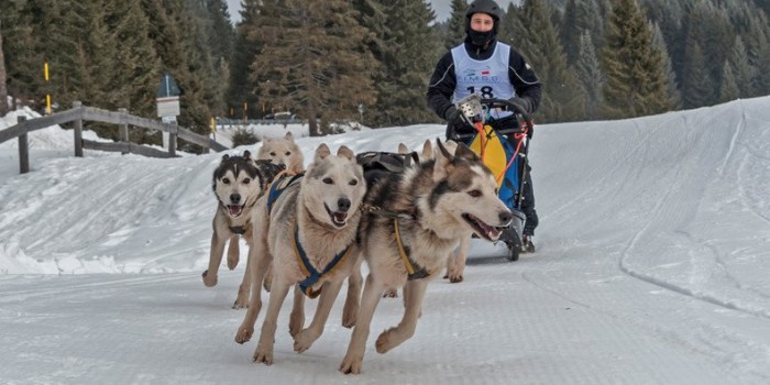 sleddog-millegrobbe-massimo-mazzasogni