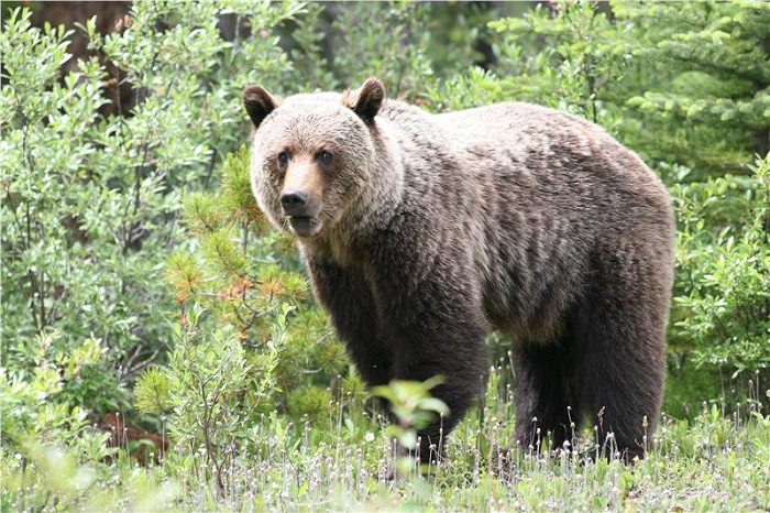 orso-alto-adige-10