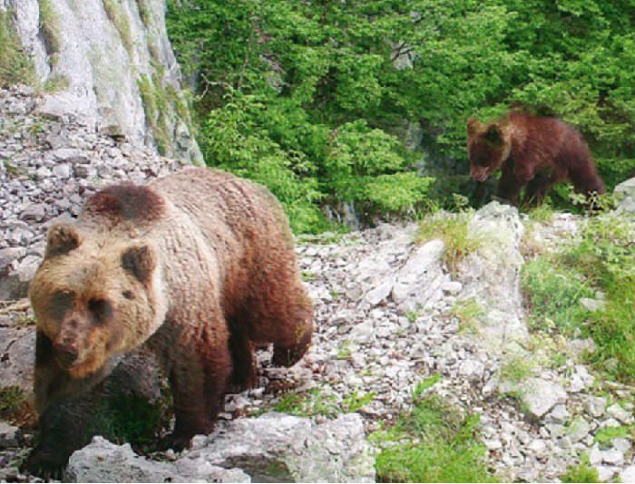Orso 10