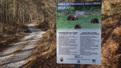 orsi