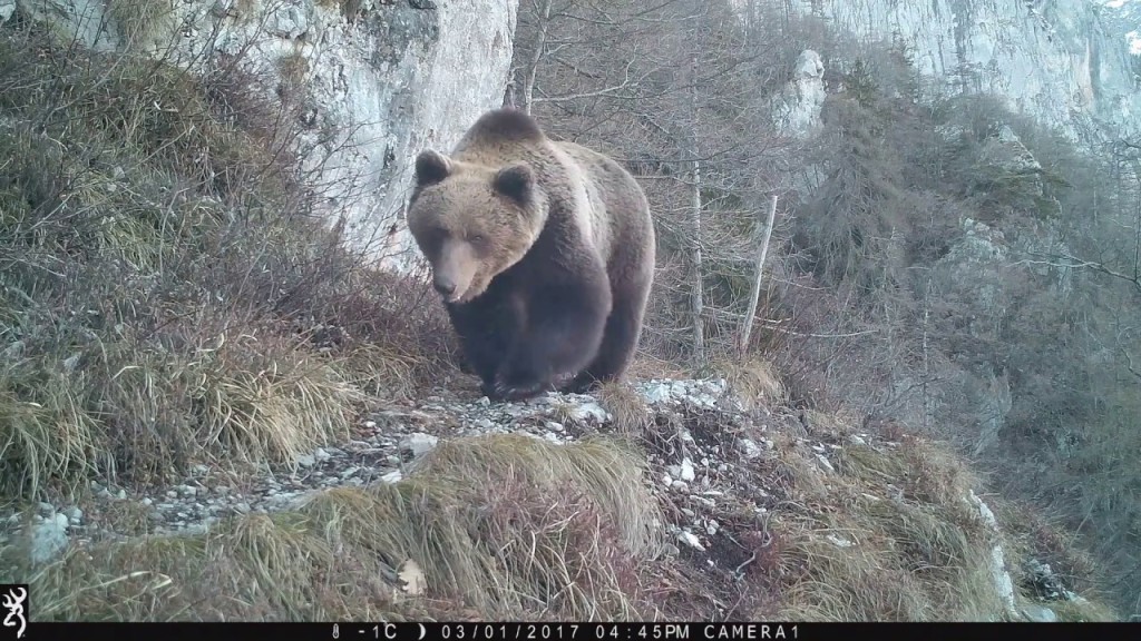 Orsi, lupi e orme di lince: nuovi avvistamenti della Forestale in Trentino. VIDEO