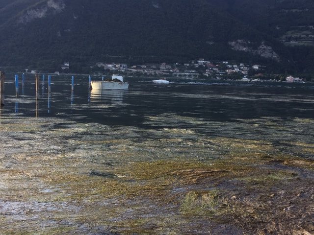 ATTUALITÀ - Lago d'Iseo, stagione da dimenticare tra alghe e livello basso