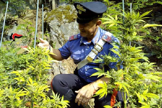 CRONACA - Coltiva marjuana in Val di Non, denunciato 40enne