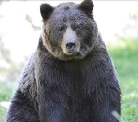 Orso Orfeo