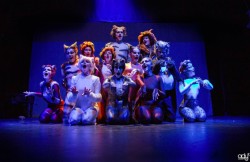 cats
