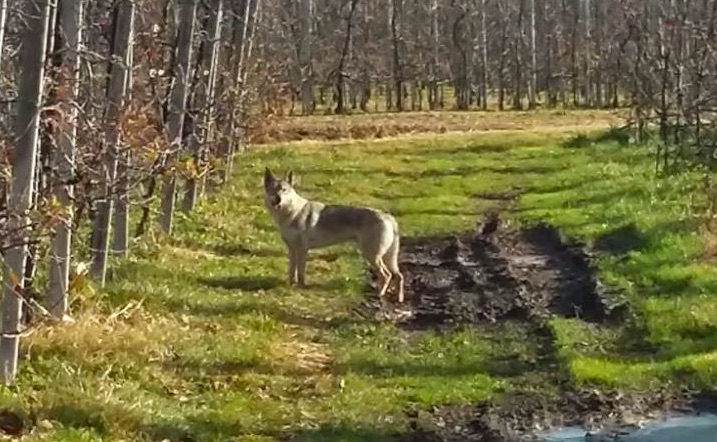 CRONACA - Brunico: cane randagio attacca un capriolo in una scuola