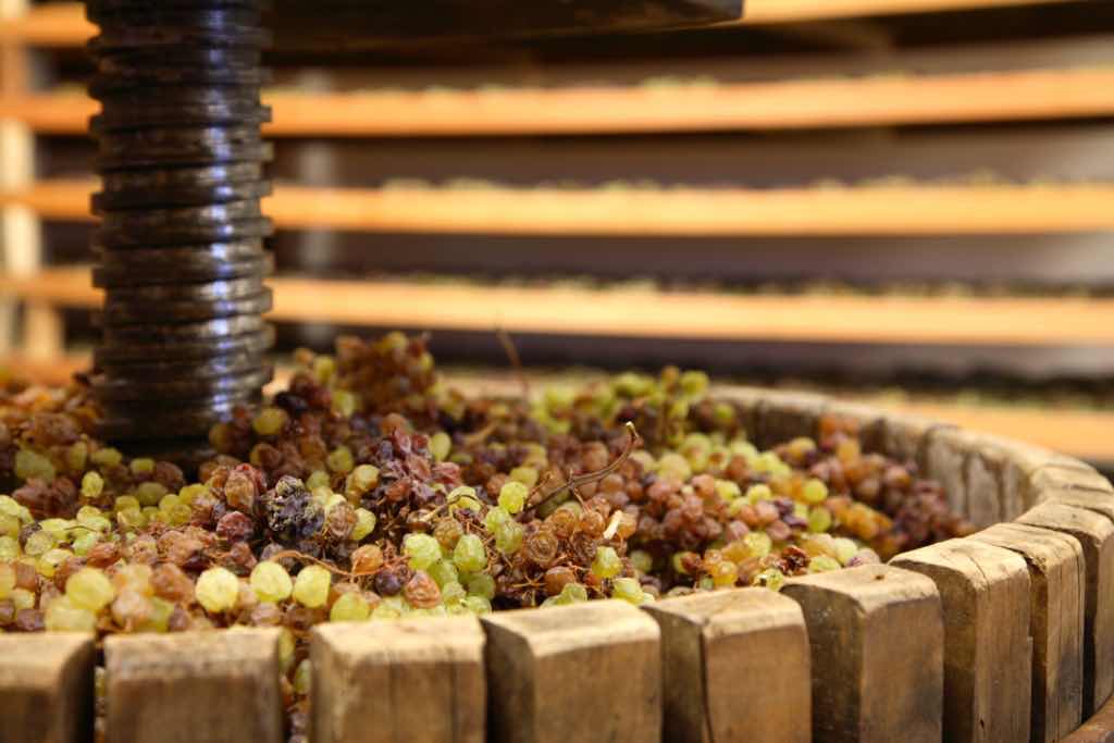 Vino Santo in occasione della prima spremitura durante la Settimana Santa presso la  Cantina di Toblino presso le Sarche, arelle, graticci dove viene fatta appassire l'uva appassita Nosiola, torchio,  Trentino