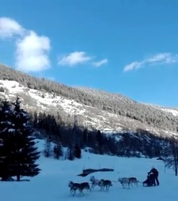 Vermiglio sleddog 2