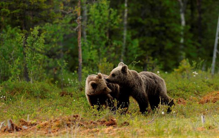 Orso credit Frapporti-Servizio-Foreste-e-fauna-PAT