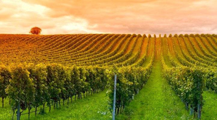 ATTUALITÀ - Strade dei vini e dei sapori: nuovo logo e regole 