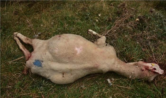 TRENTINO - Cresce la solidarietà all’azienda “Filiera della lana” di Comano