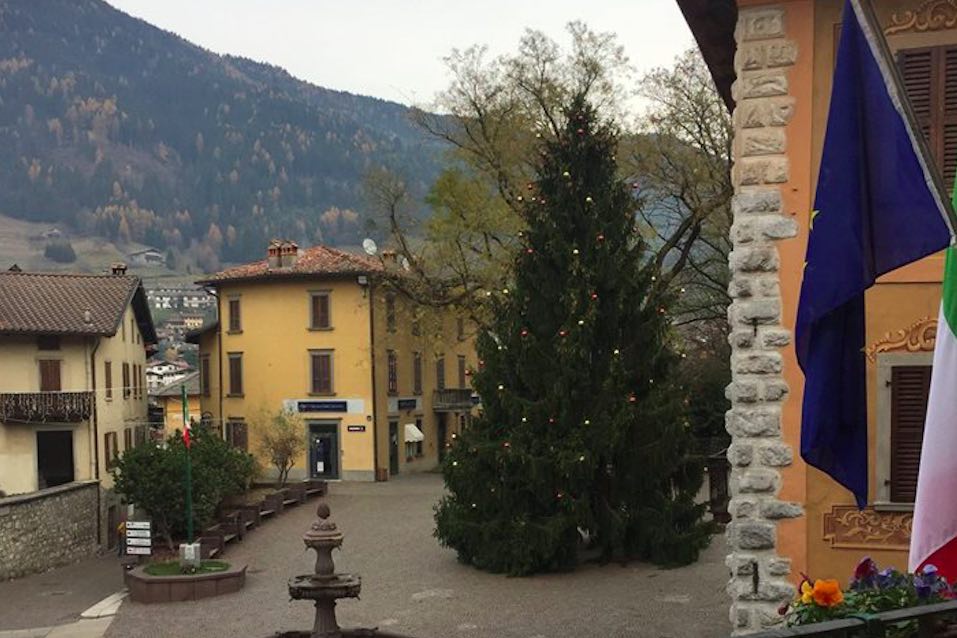 albero borno