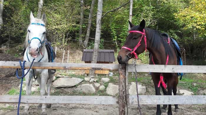 SPORT - Bedizzole capitale mondiale del salto ostacoli