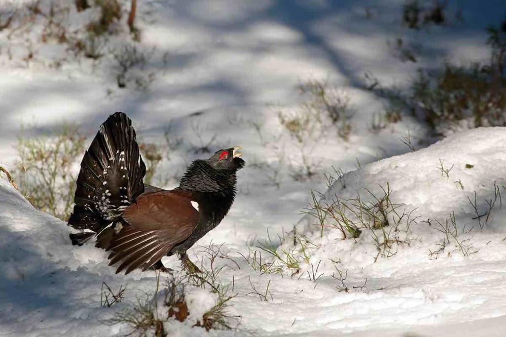 Gallo cedrone - Archivio Pnab