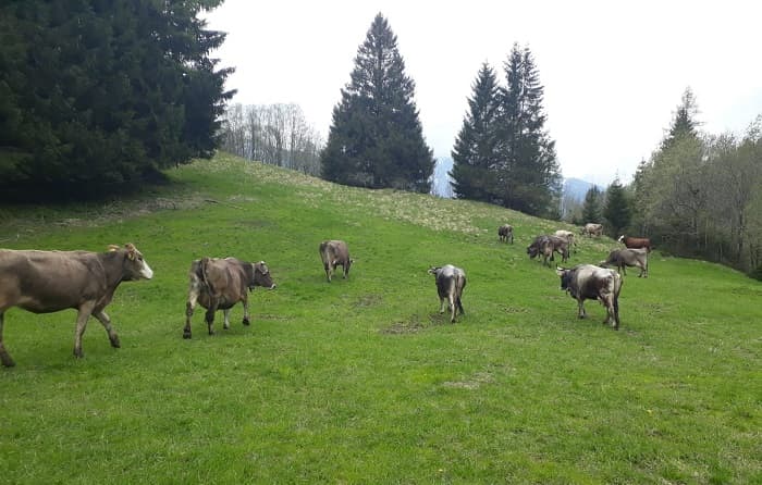 Ponte di Legno - mucche Az Bezzi
