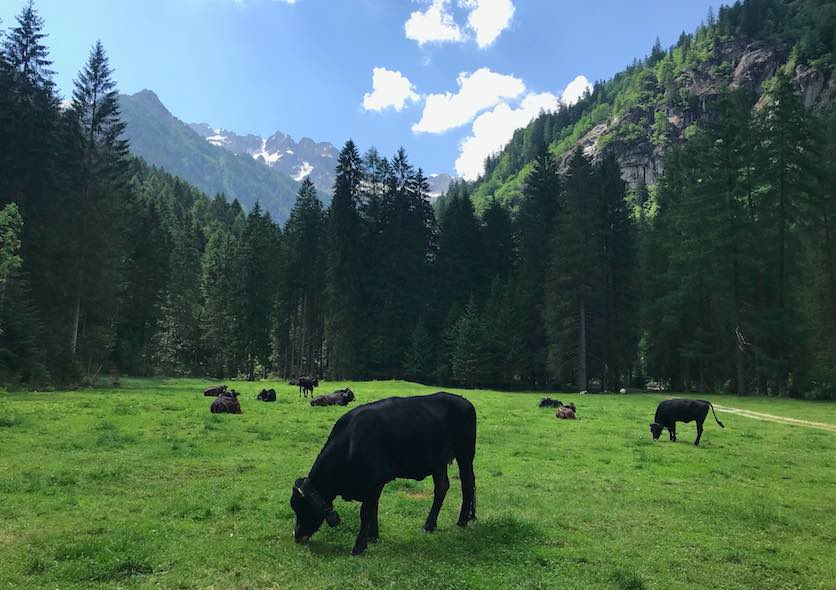 VALLE CAMONICA - Parco dell'Adamello, alla scoperta delle biodiversità