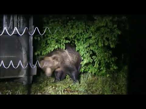 Orso M49 a spasso in Trentino, prosegue il monitoraggio