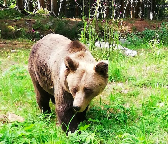 orsa orso aprica