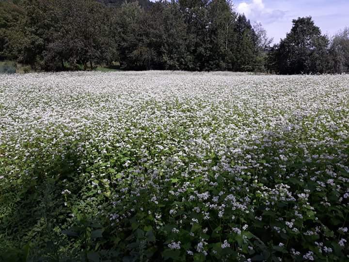 I giorni del grano saraceno