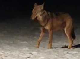 Lupo San Gallo