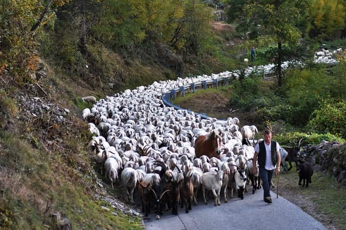 Madrano di Pergine - gregge Laner