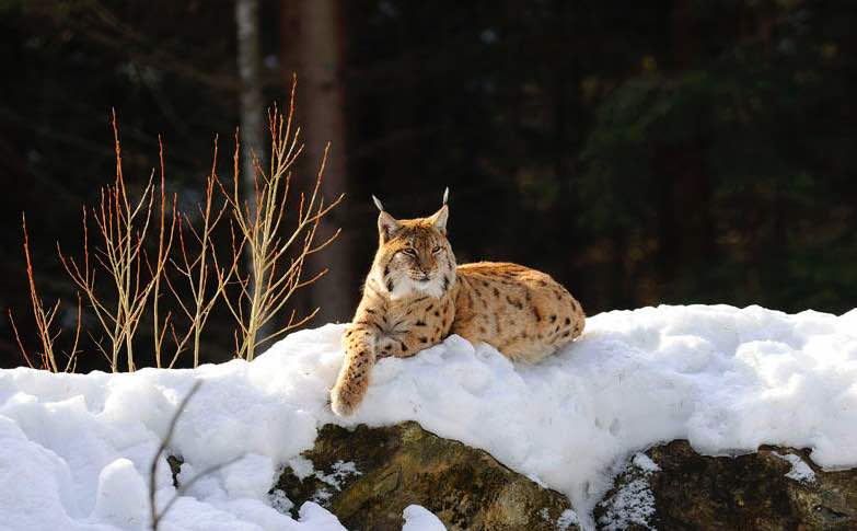 lince