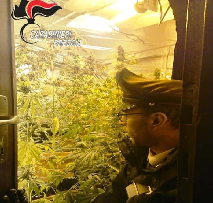 Lozio - marijuana